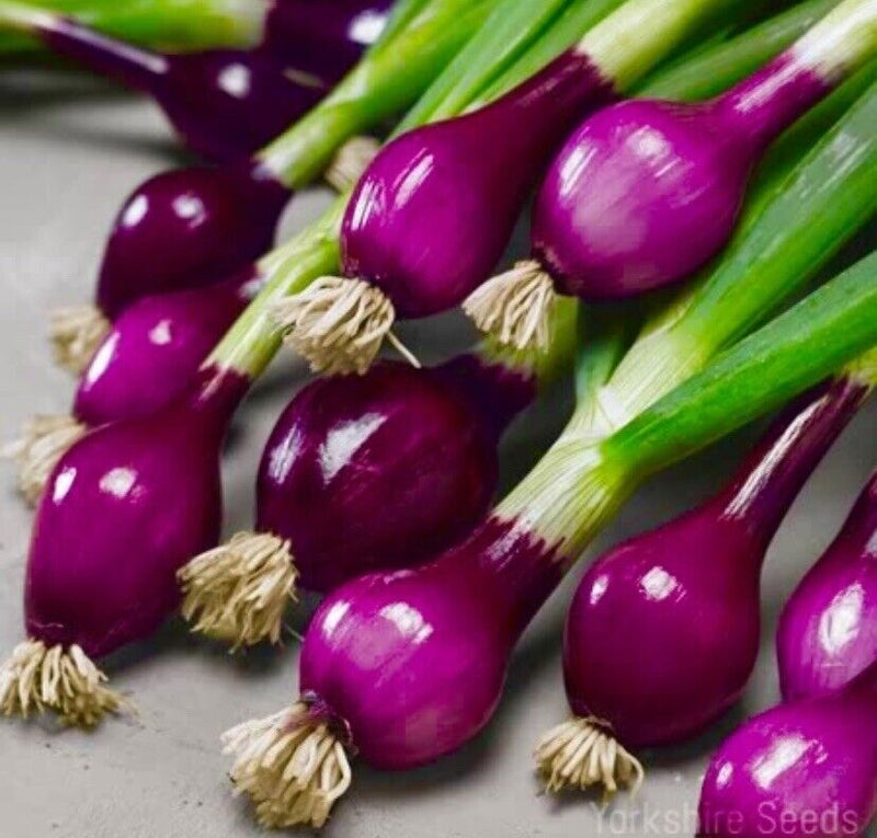 1500 Purple Spring Onion Seeds