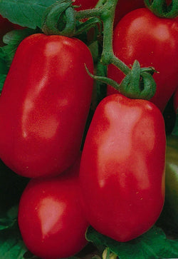 100 Seeds Roma Tomato